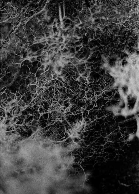 Firm-ES Eyes al microscopio