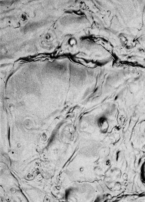Luz-C al microscopio